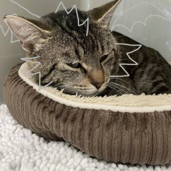 Sheepstealer -  Domestic Short Hair Cat for Adoption in Saint Charles, Missouri - Sheepstealer | PetCurious