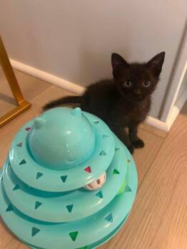 Francois -  American Shorthair Cat for Adoption in East Palatka, Florida - Francois | PetCurious