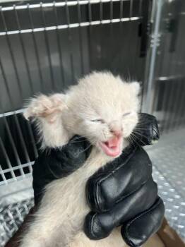 Rescue Domestic Short Hair Cats for Adoption in Dallas, Texas - DONETELLO | PetCurious