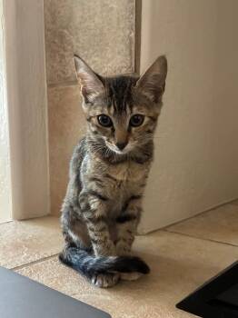 Cider -  Domestic Short Hair Cat for Adoption in Gilbert, Arizona - Cider | PetCurious
