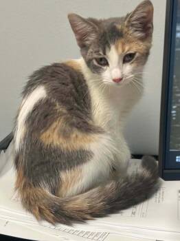 Lakelyn -  Domestic Short Hair Cat for Adoption in Algood, Tennessee - Lakelyn | PetCurious
