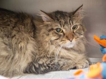 Domestic Short Hair Cats Available for Adoption in Phoenix, Arizona - OLIVER | PetCurious