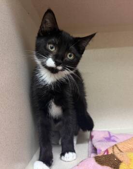 Sylvia -  Domestic Short Hair Cat for Adoption in Hudson, New York - Sylvia | PetCurious
