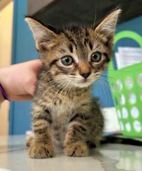 Rescue Domestic Short Hair Cats for Adoption in Morton Grove, Illinois - Winnebago | PetCurious