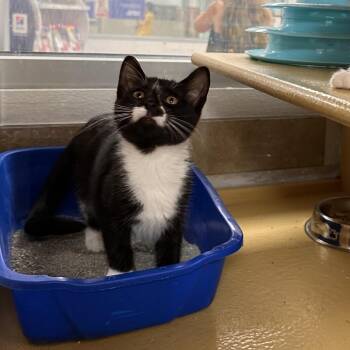 Aquata -  Domestic Short Hair Cat for Adoption in Spokane, Washington - Aquata | PetCurious