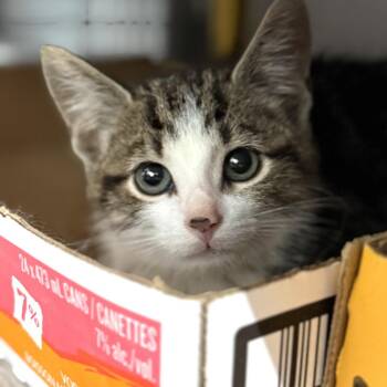Willa (W2) -  Domestic Medium Hair Cat for Adoption in Woodstock, Ontario - Willa (W2) | PetCurious