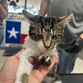 Domestic Short Hair Cats Available for Adoption - Gracelynn | PetCurious