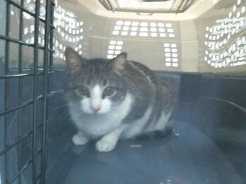 Domestic Short Hair Cats Available for Adoption in Houston, Texas - CASSIE | PetCurious