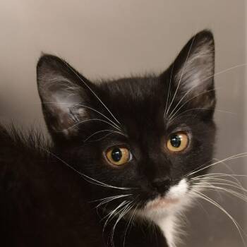 Nesta -  Domestic Short Hair Cat for Adoption in Ottawa, Kansas - Nesta | PetCurious