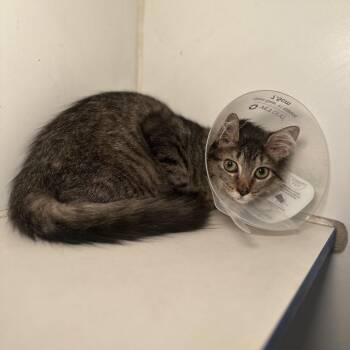 Lollie -  Domestic Short Hair Cat for Adoption in San Antonio, Texas - Lollie | PetCurious