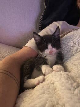 Pesto -  Domestic Short Hair Cat Available for Adoption in Topeka, Kansas - Pesto | PetCurious