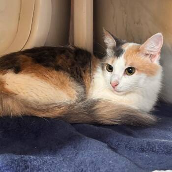 Petty Labelle -  Domestic Medium Hair Cat for Adoption in Austin, Texas - Petty Labelle | PetCurious