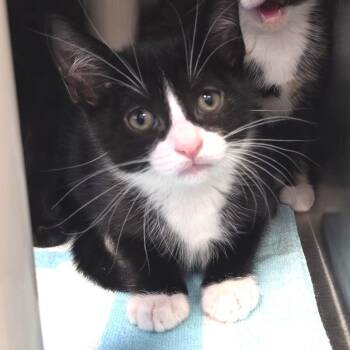 Domestic Short Hair Cats Available for Adoption in Fort Wayne, Indiana - Pepper | PetCurious