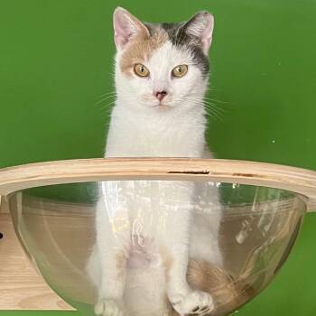 Emily -  Domestic Short Hair Cat Available for Adoption in Aldie, Virginia - Emily | PetCurious