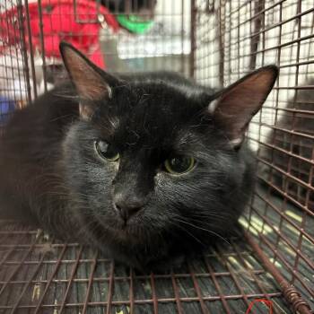 Sassy -  Domestic Medium Hair Cat for Adoption in San Gabriel, California - Sassy | PetCurious