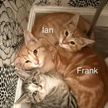 Ian -  Domestic Short Hair Cat for Adoption in Buffalo, New York - Ian | PetCurious