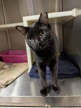 Rescue Domestic Short Hair Cats for Adoption in Aiken, South Carolina - Roux 56821 | PetCurious