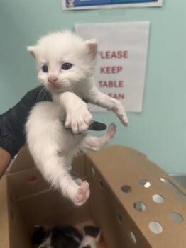 CASSIE -  Domestic Short Hair Cat for Adoption in Dallas, Texas - CASSIE | PetCurious