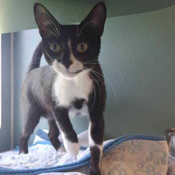 Roo -  Domestic Short Hair Cat for Adoption in Morristown, Vermont - Roo | PetCurious
