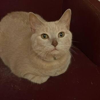 Domestic Medium Hair Cats Available for Adoption - Honey | PetCurious