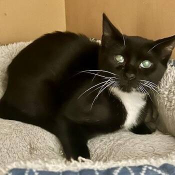 Tuxedo and Domestic Short Hair Cats Available for Adoption - Alua | PetCurious
