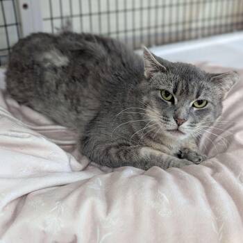 Rescue Domestic Short Hair and Tabby Cats for Adoption in Washington, Iowa - Capri Sun | PetCurious