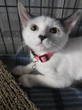 Dutchess -  Domestic Medium Hair Cat for Adoption in San Tan Valley, Arizona - Dutchess | PetCurious