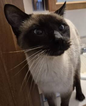 Siamese Cats Available for Adoption - SIMON | PetCurious