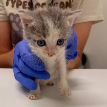 Smelly Kelly -  Domestic Short Hair Cat for Adoption in Chattanooga, Tennessee - Smelly Kelly | PetCurious