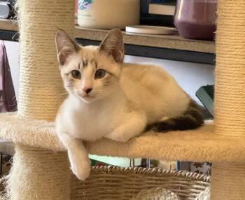 Bashful White -  Domestic Short Hair and Siamese Cat for Adoption in Chandler, Arizona - Bashful White | PetCurious