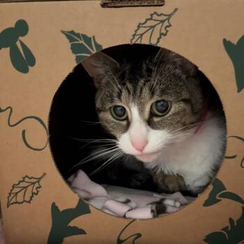 Domestic Short Hair Cats Available for Adoption in Fairport, New York - Leanne | PetCurious