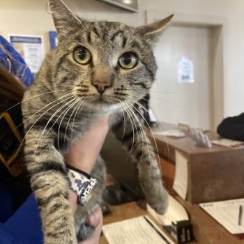 Rescue Domestic Short Hair Cats for Adoption in Goleta, California - Jiggy | PetCurious