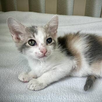 Domestic Short Hair Cats Available for Adoption in Austin, Texas - Toby 7 | PetCurious