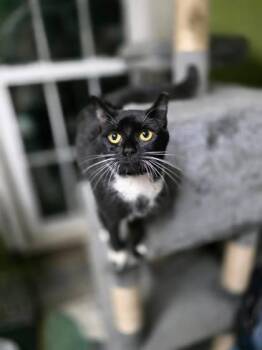 Domestic Medium Hair and Domestic Short Hair Cats Available for Adoption in Berwick, Pennsylvania - Peppermint Patty | PetCurious