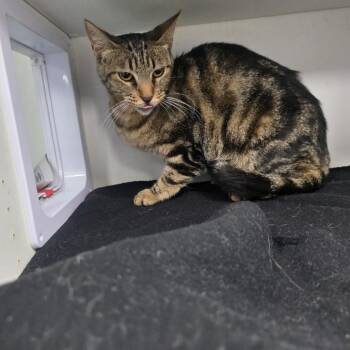 Benedict -  Domestic Short Hair Cat for Adoption in Duncan, Oklahoma - Benedict | PetCurious