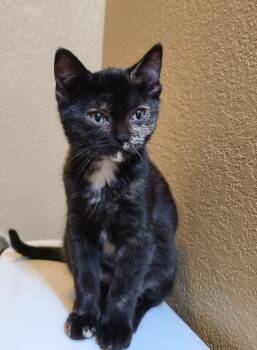 Rescue Domestic Short Hair Cats for Adoption in Westfield, Wisconsin - Ladybug | PetCurious