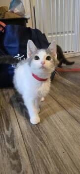 Domestic Short Hair Cats Available for Adoption in Greenbelt, Maryland - Freddie | PetCurious