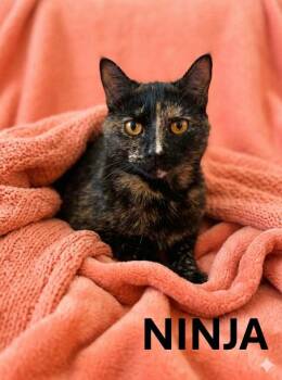 NINJA -  Tortoiseshell Cat Available for Adoption in Harrodsburg, Kentucky - NINJA | PetCurious