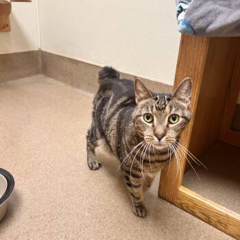 Traveler -  Domestic Short Hair Cat for Adoption in Myerstown, Pennsylvania - Traveler | PetCurious