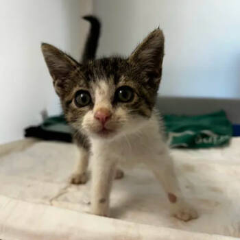 Rescue Domestic Short Hair Cats for Adoption in Yucaipa, California - Pebbles | PetCurious