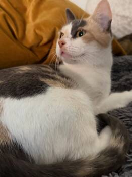 Stella -  Calico and Domestic Short Hair Cat for Adoption in Walnut Creek, California - Stella | PetCurious