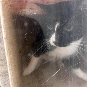 Rock -  Domestic Short Hair Cat for Adoption in Philadelphia, Pennsylvania - Rock | PetCurious