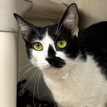 Domestic Short Hair Cats Available for Adoption in Walnut Creek, California - Astra | PetCurious