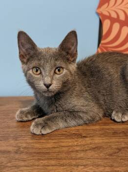 Rachel -  Russian Blue and Domestic Short Hair Cat for Adoption in Houston, Texas - Rachel | PetCurious