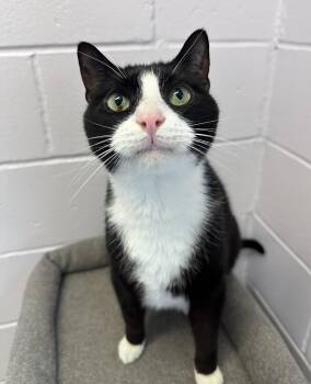 Rescue Domestic Short Hair Cats for Adoption in Elwood, New York - Asti | PetCurious