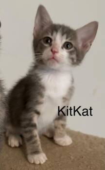 KitKat -  Domestic Short Hair Cat Available for Adoption in The Woodlands, Texas - KitKat | PetCurious