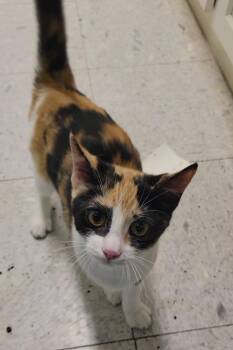FERN -  Domestic Short Hair Cat for Adoption in Sandusky, Ohio - FERN | PetCurious