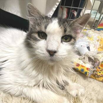 Rescue Domestic Long Hair Cats for Adoption in St. Helena, California - Echo | PetCurious