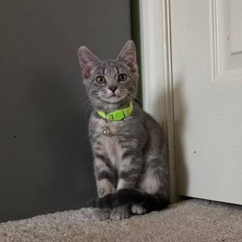 Bonk -  Domestic Short Hair Cat for Adoption in Manchester, Maryland - Bonk | PetCurious