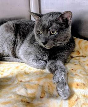Rescue Domestic Short Hair Cats for Adoption in Springfield, Illinois - Nacho | PetCurious